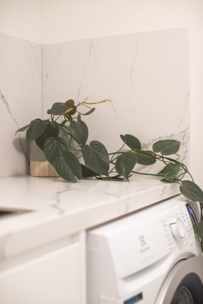 Picture of a plant on a counter